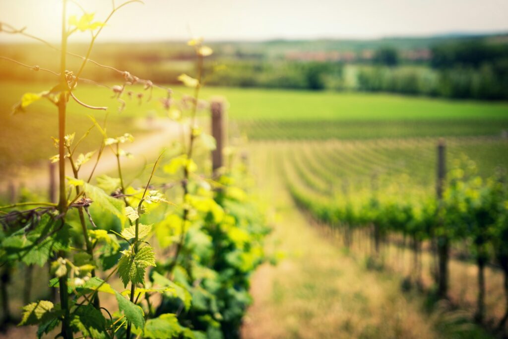 vineyard for sale in Portugal