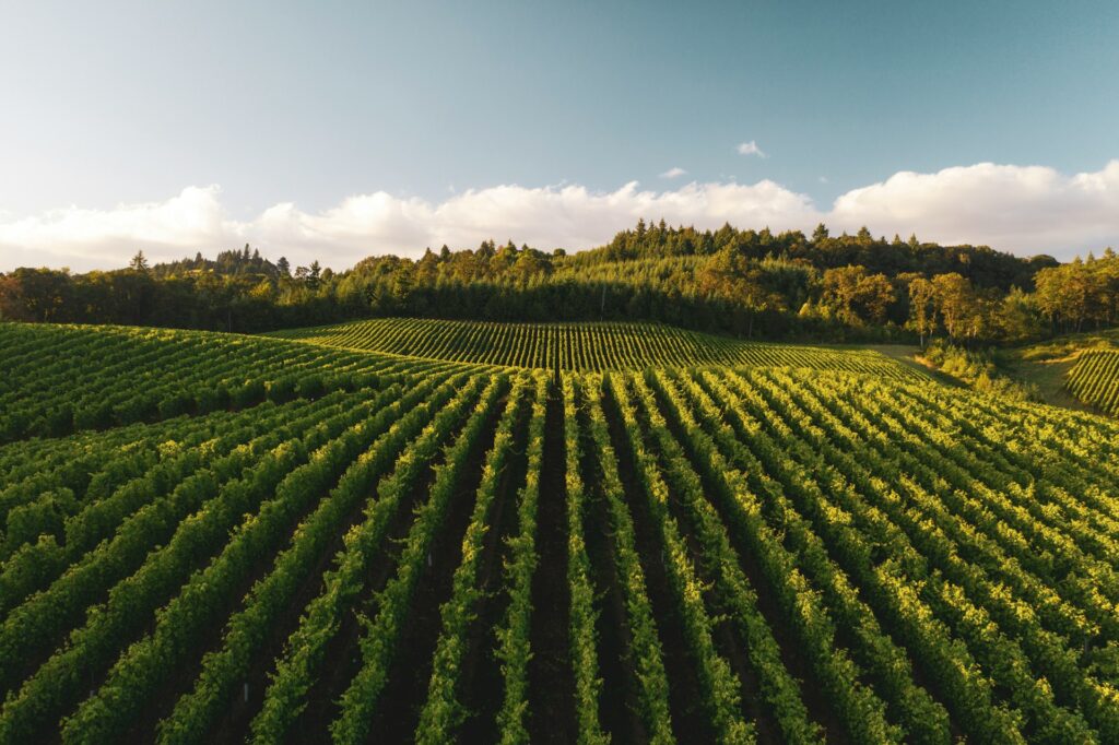 vineyard for sale in Portugal